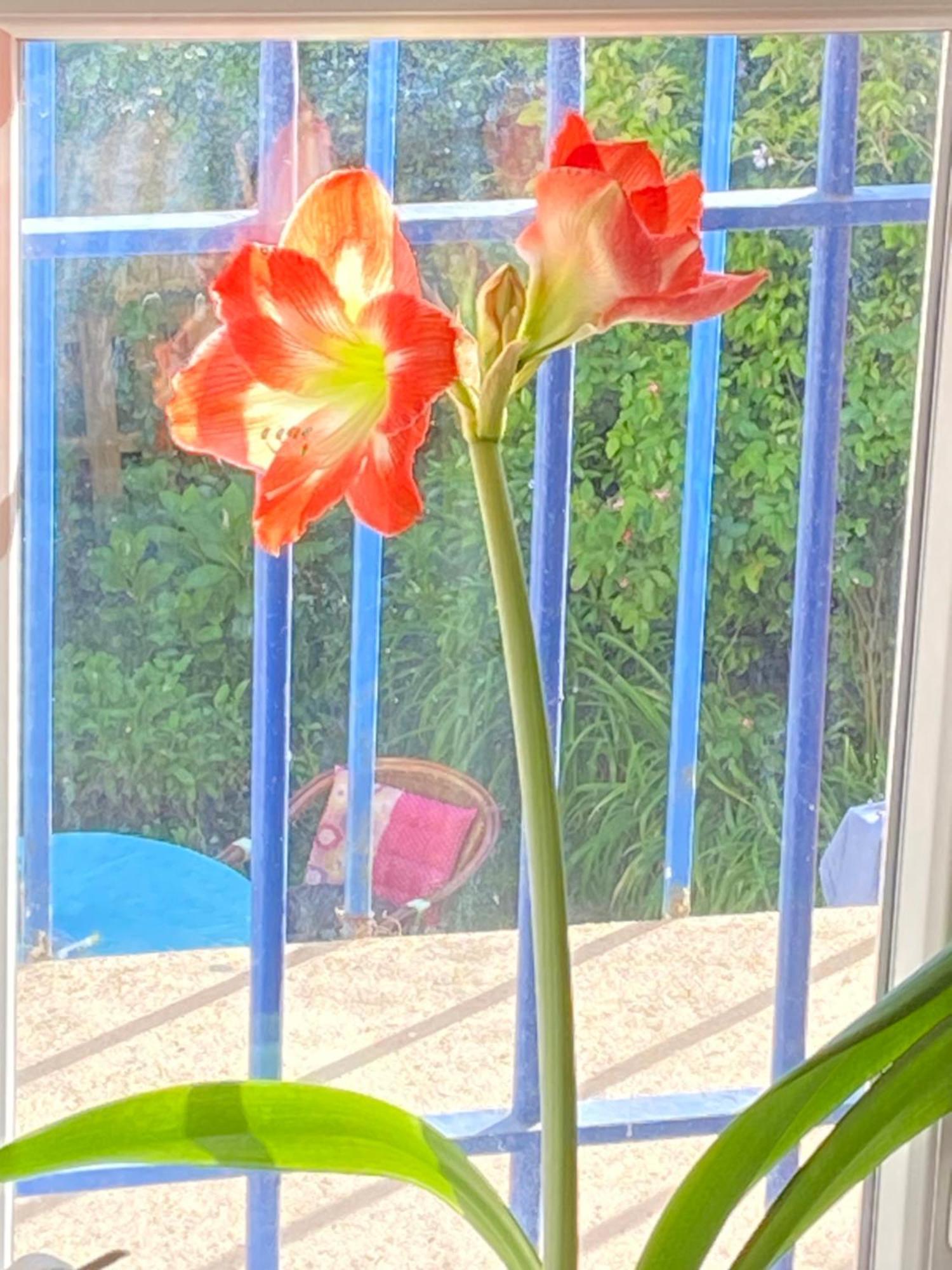 Haut De Jardin Dans Une Maison Dijon Exteriér fotografie